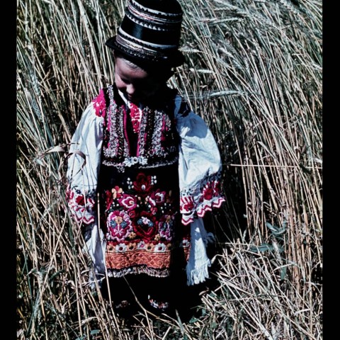 Little boy in Matyo folk dress