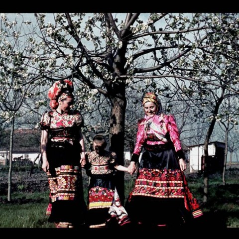 Matyo women by the cherry tree